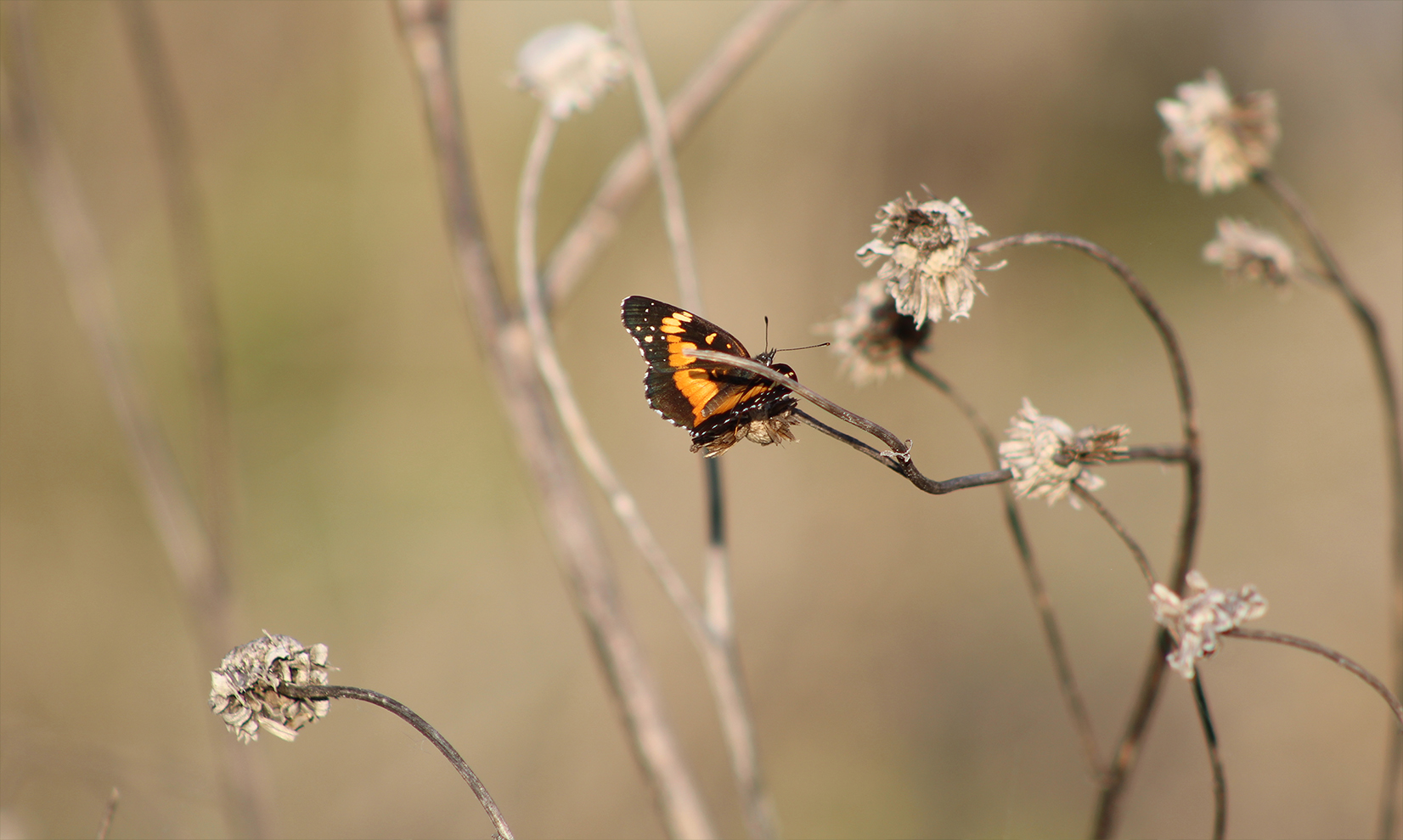 butterfly2