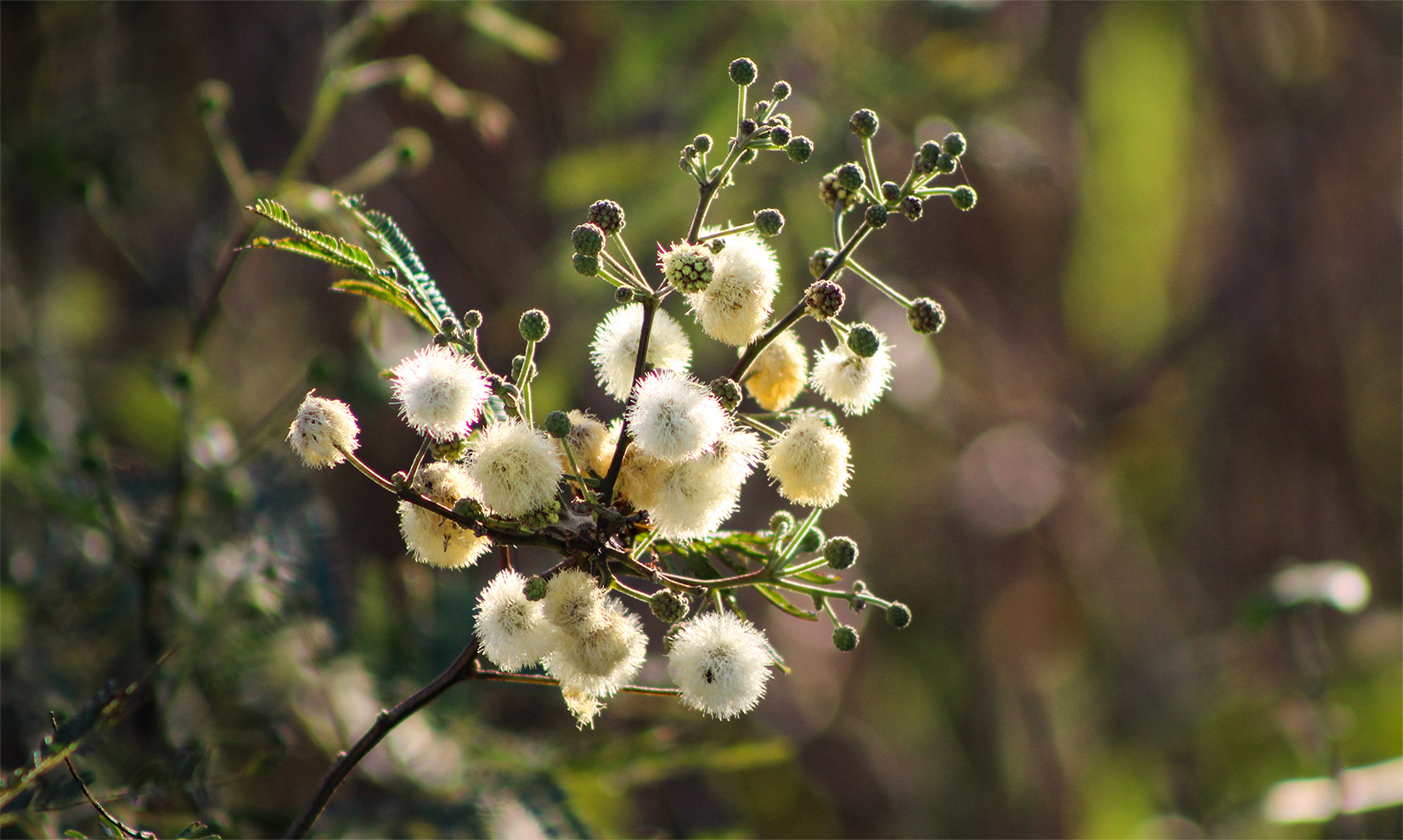 flower1