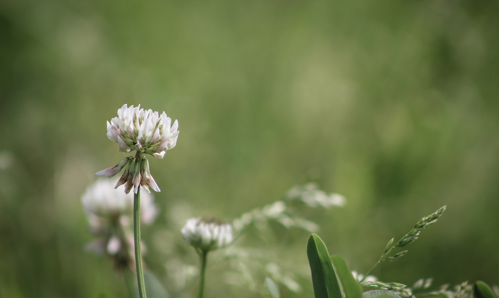 flower2