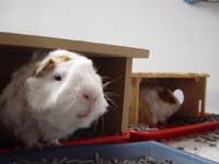 Bobby sniffing at the camera