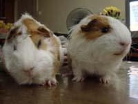 Chilling after carrots
