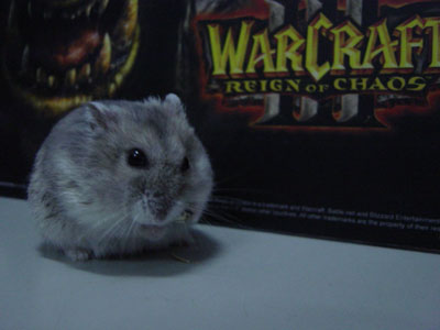 One mean hamster