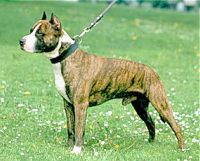 American Staffordshire Terrier