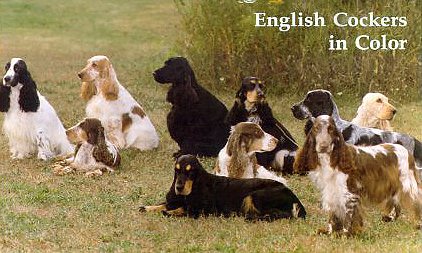 Photograph Copyright �1998-2000 The English Cocker Spaniel Club of America (http://www.ecsca.org/ecscolors.jpg)