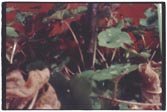 flora stenopeica II