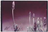 lavandula stenopeica II