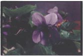 viola stenopeica