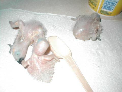 Congo African Grey babies one week older