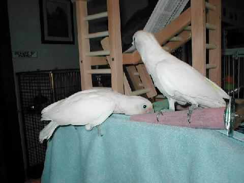 Goffin Cockatoo babies