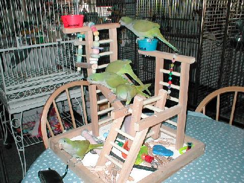 Quaker parrot babies on a playpen