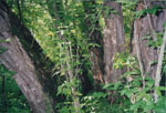 Portal