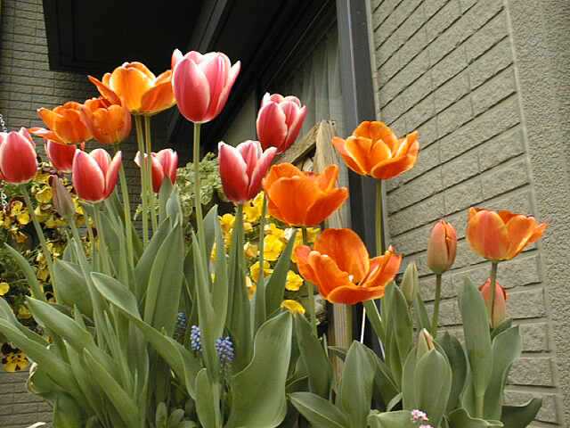tulips