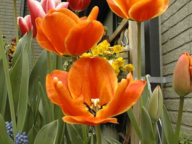 tulips