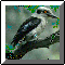 Kooka