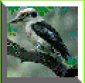 Kooka