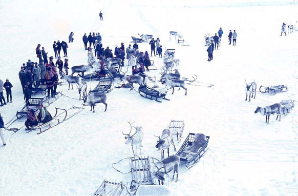 Saami reindeer herders with sleds and reindeer in the snow