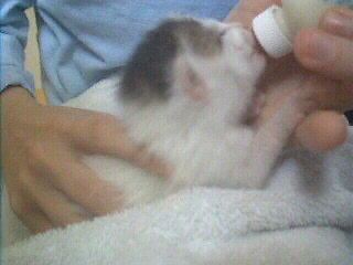 mew.
