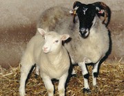 Klonschaf Dolly