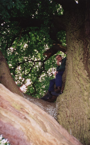 In Sherwood forest, Robin Hood is back