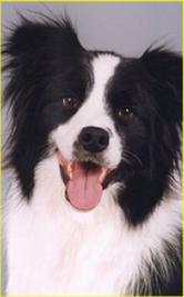 Copyright Pets Allowed&nbsp; (03) 64242936