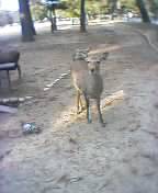deer in nara