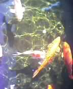 huge carp
