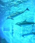 dolphins
