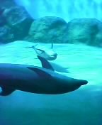 dolphins