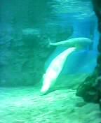 other kinds of dolphins