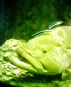 a fish getting cleaned