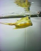 blowfish!