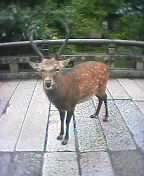 lion dance!