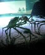 fight crab