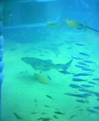 whale shark and friends