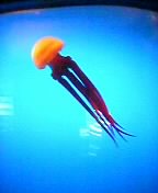 jellyfish