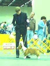 dogs
