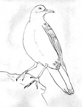 robin