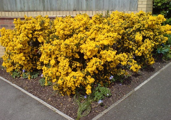 Gorse in bloom - click to zoom in
