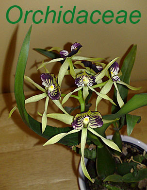 My orchid page