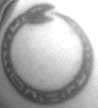 [ Tom's Tat Too ]