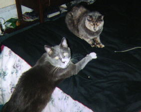 Picture of two puzzled-looking cats