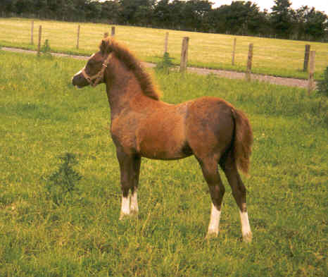 Norash Tamerisk