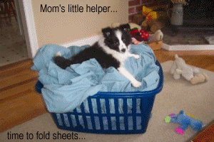 Oreo giving a helping paw...