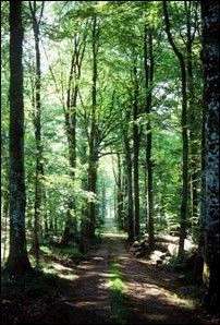 Forest Path
