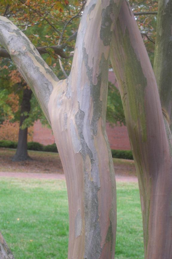 Tree on New Campus