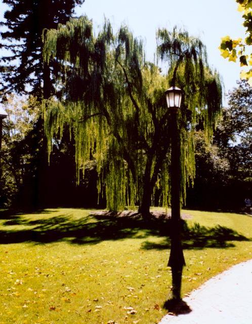 Weeping Willow