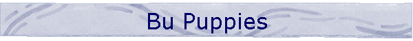 Bu Puppies