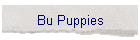 Bu Puppies