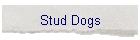 Stud Dogs