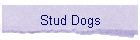 Stud Dogs